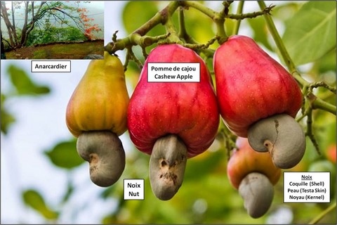 Cashews